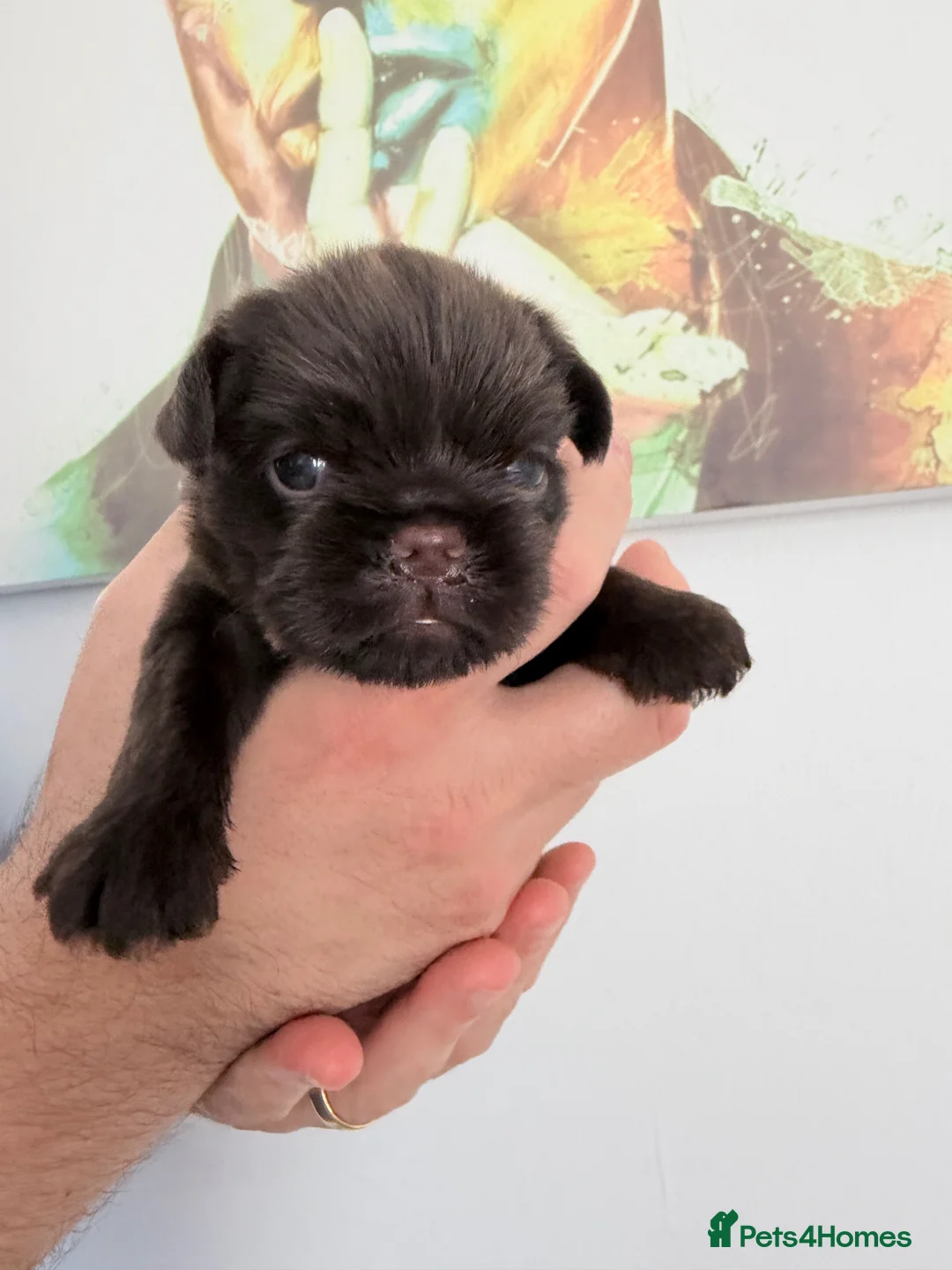 Griffon Bruxellois dogs for sale: Gorgeous chocolate Bruxellois Griffons - Advert 1