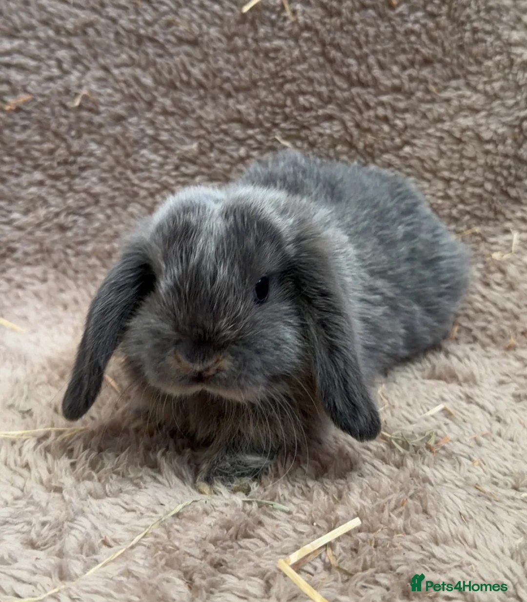 Mini Lop rabbits for sale: 6 weeks old Pure bred mini lops - Advert 2