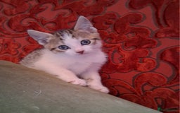 Domestic Shorthair cats for sale: 6 gorgeous mixed breed kittens - Advert 23