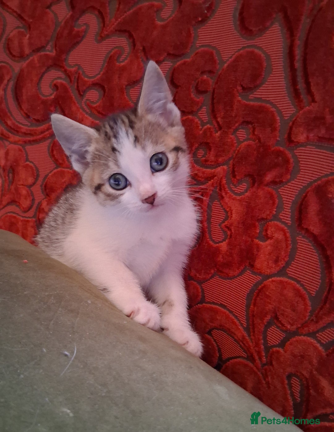 Domestic Shorthair cats for sale: 6 gorgeous mixed breed kittens - Advert 23