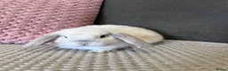 Mini Lop rabbits for sale: Beautiful Mini Lop Rabbits for sale - Advert 19
