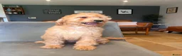 Goldendoodle dogs for sale: Mini Irishdoodle Ready now! health tested parents - Advert 5