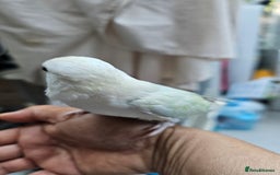Lovebirds birds for sale: Extremely tamed lovebird  - Image 2