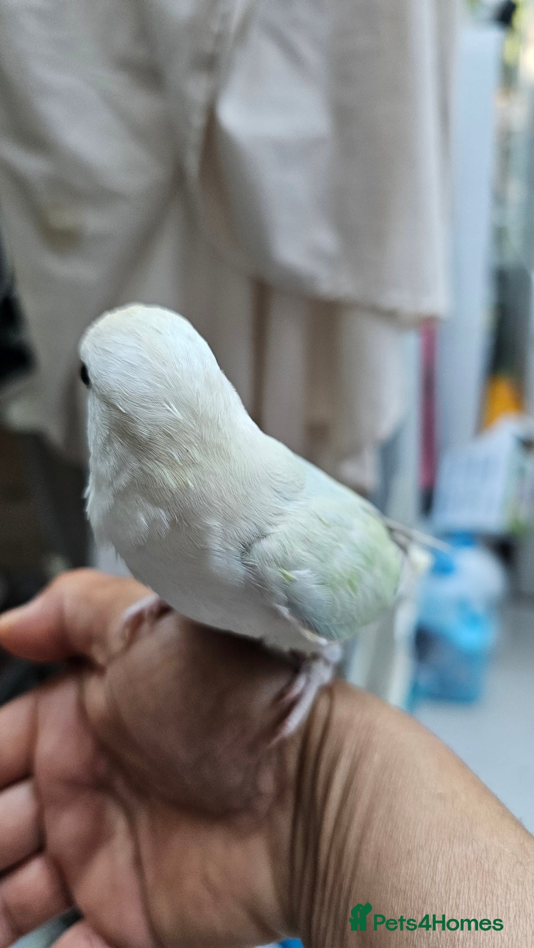 Lovebirds birds for sale: Extremely tamed lovebird  - Image 2