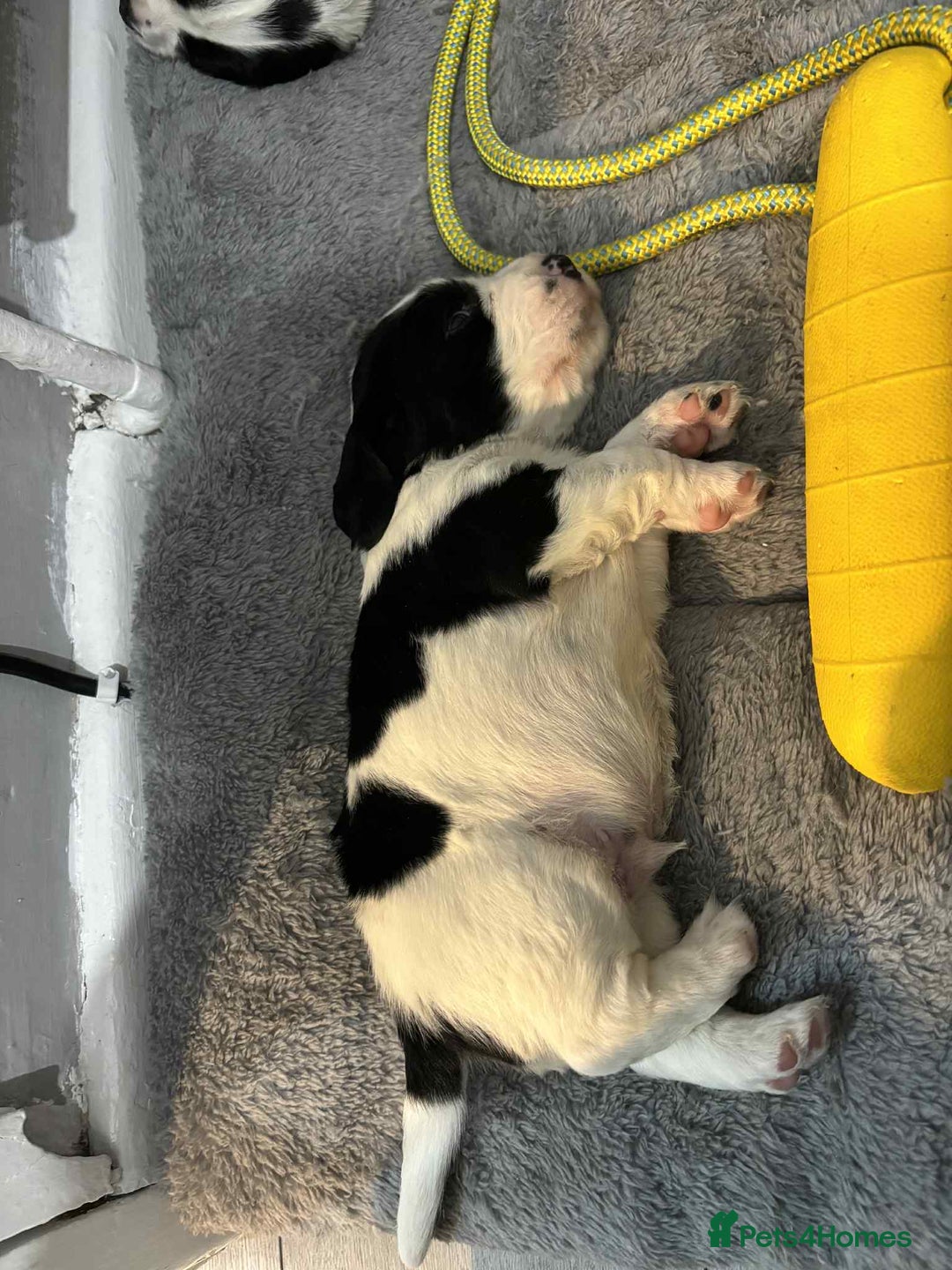 Cocker Spaniel dogs for sale: Beautiful cocker spaniels  - Advert 12