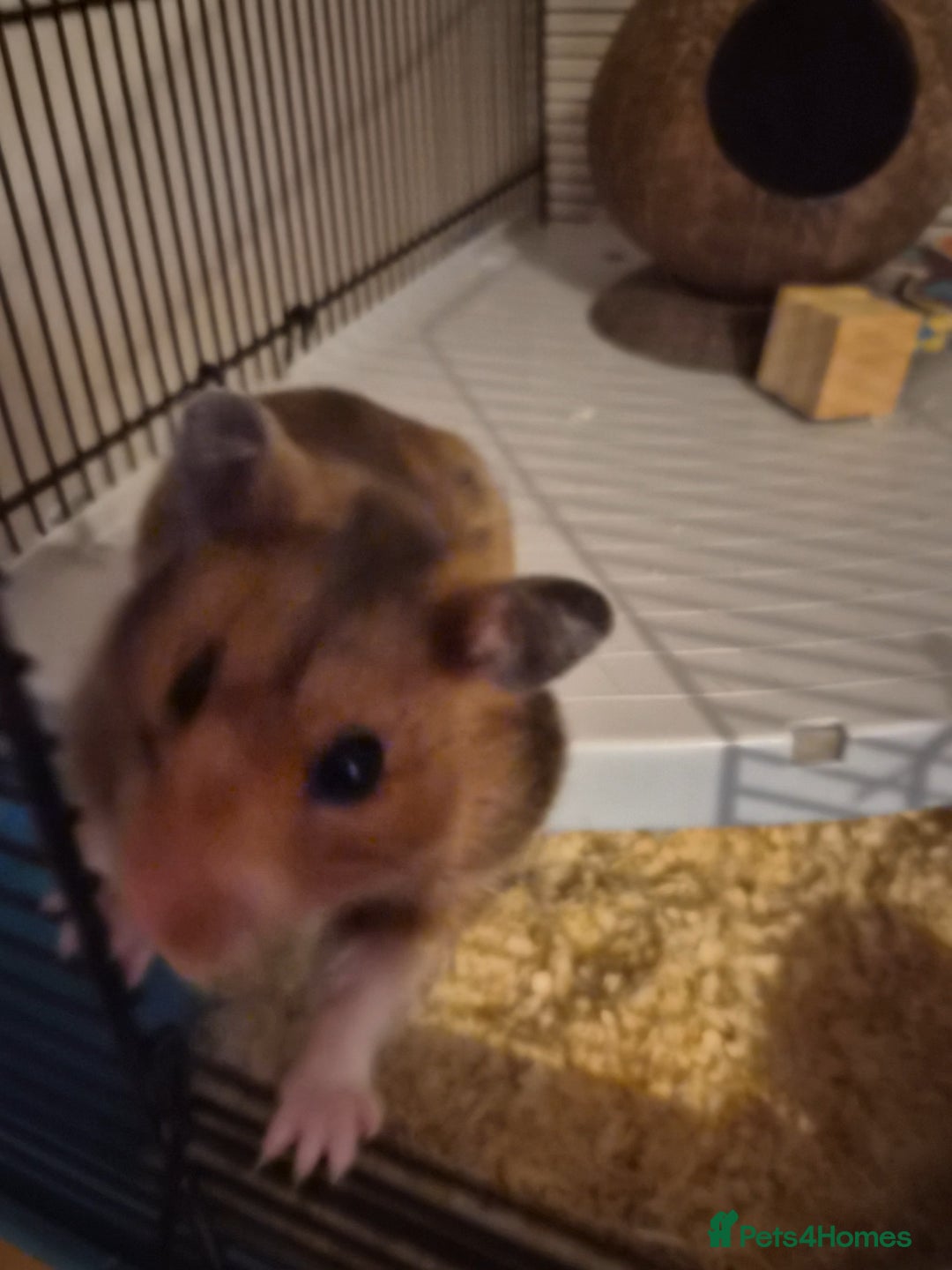 Hamster rodents for sale: Female Syrian hamster  - Image 2