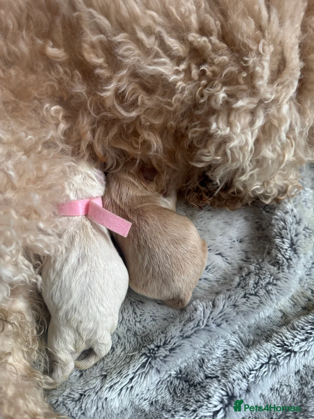Maltipoo dogs for sale: 💗 Maltipoo Puppies – DNA Clear, Family Raised 💗 - Advert 3