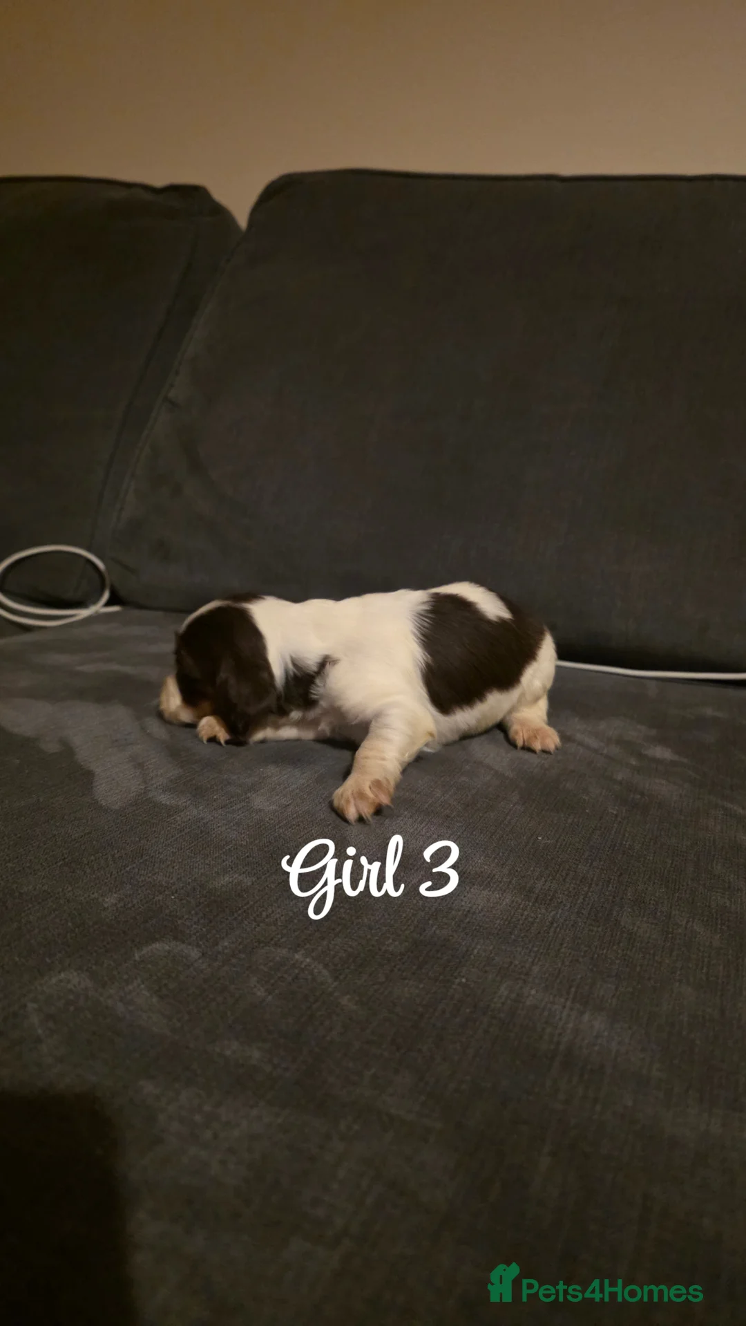 Mixed Breed dogs for sale: Beautiful Cocker x Collie pups - Advert 22