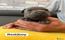 Staffordshire Bull Terrier dogs for sale:   Champion-KC.Reg.Blue Staffordshire Bull Terrier  - Image 14