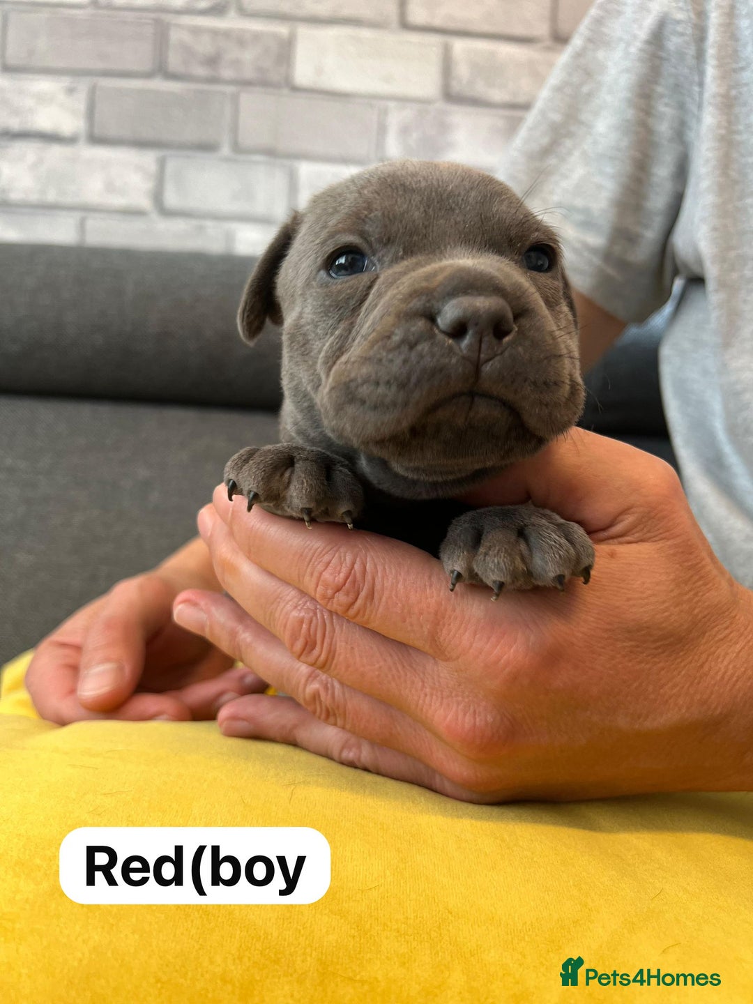 Staffordshire Bull Terrier dogs for sale:   Champion-KC.Reg.Blue Staffordshire Bull Terrier  - Image 14