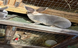 Rex rabbits for sale: Full bred Rex rabbit  - Advert 4