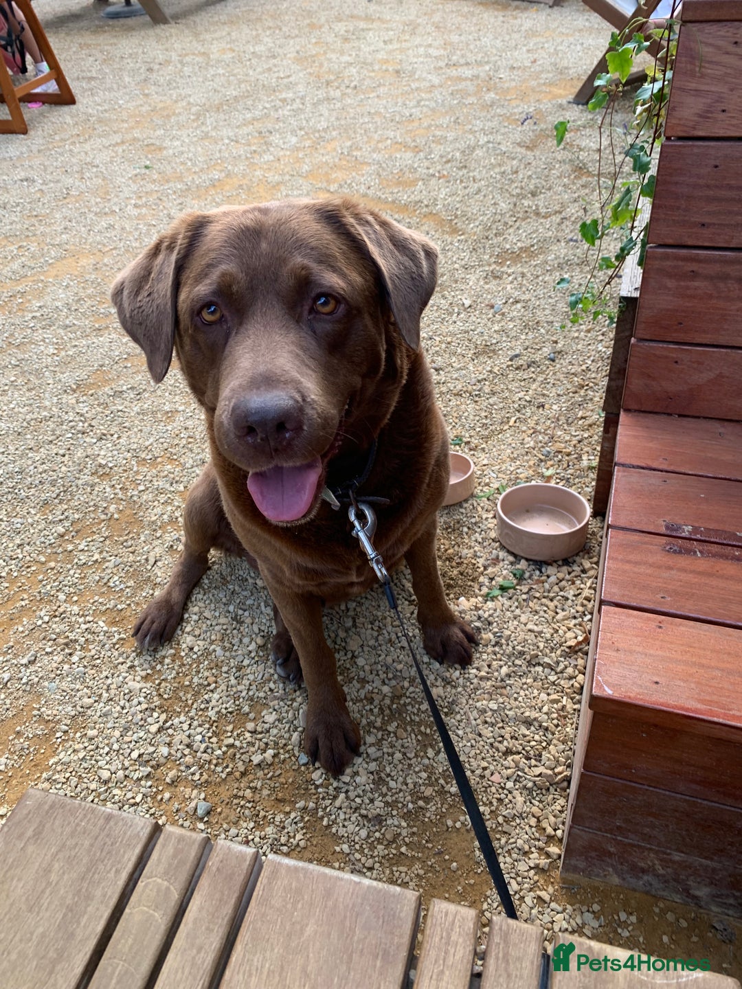 Labrador Retriever dogs for stud: Beautiful Chocolate Lab for Stud - Image 6
