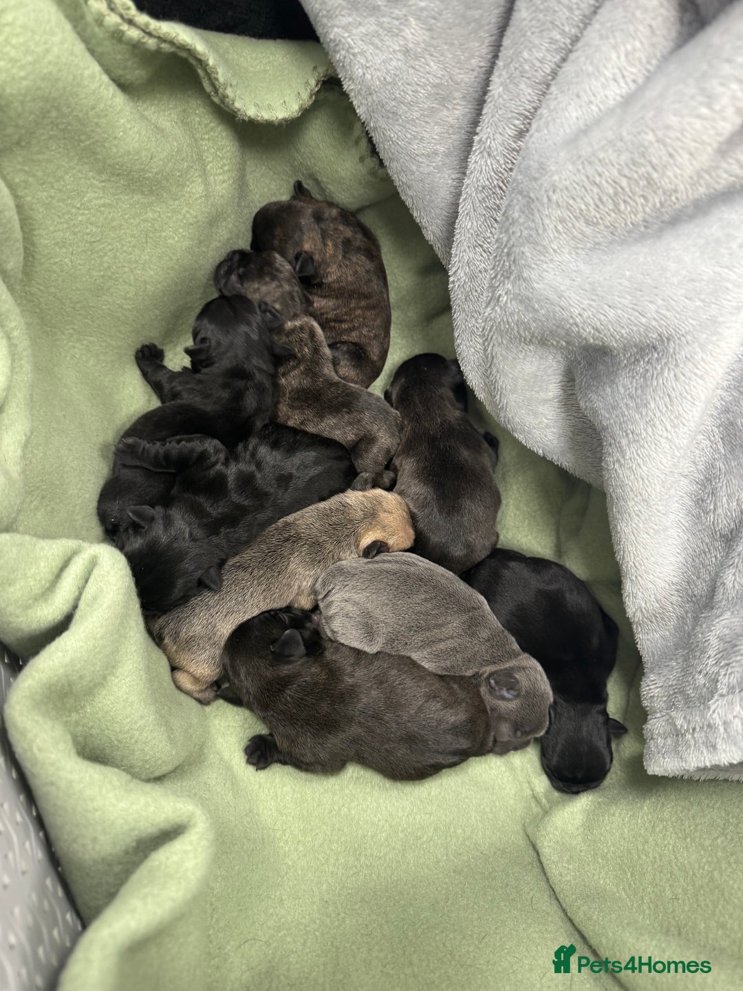French Bulldog dogs for sale: French Bulldog puppies  - Image 3