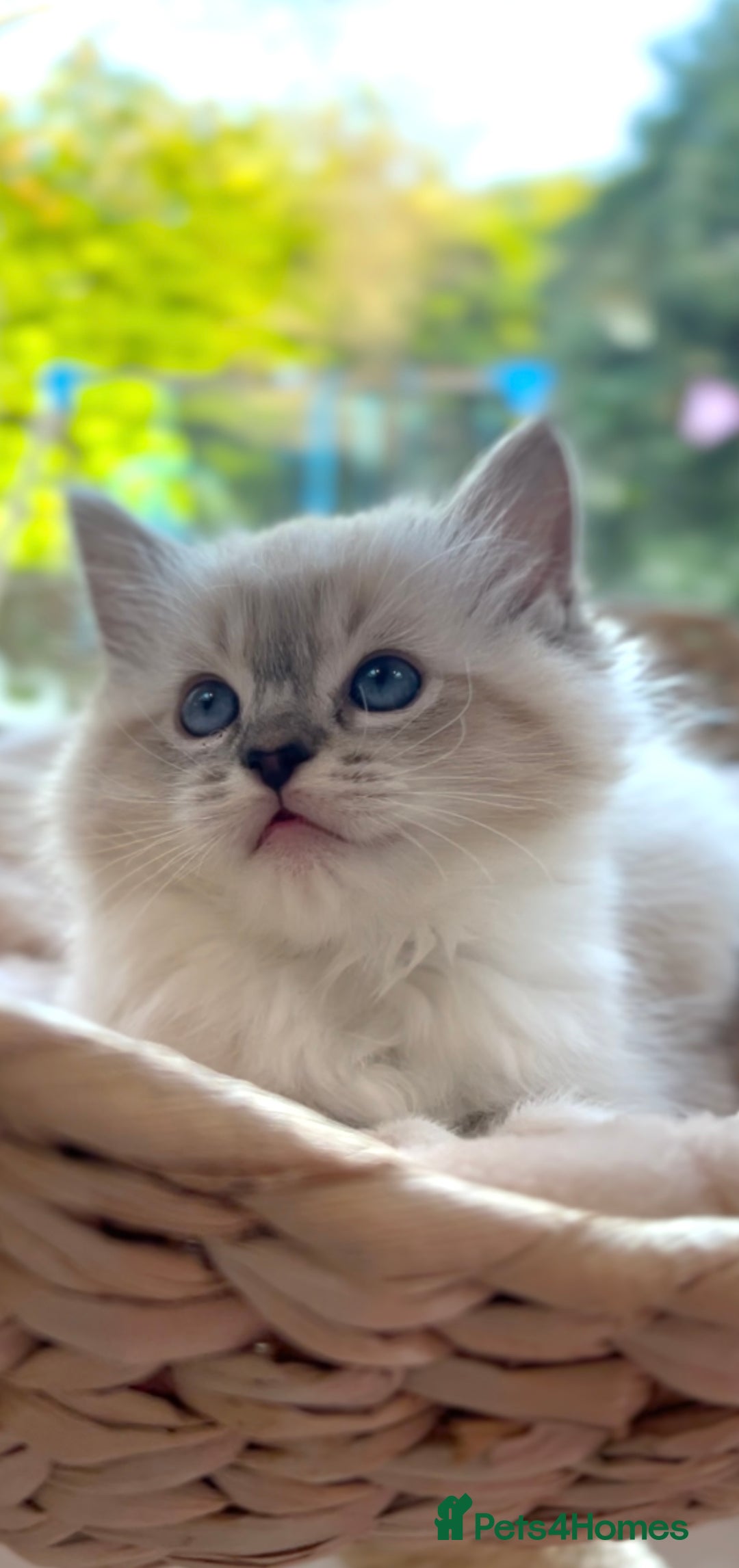 Ragdoll cats for sale: GCCF Registered. Grand Champion Bloodlines. - Advert 3