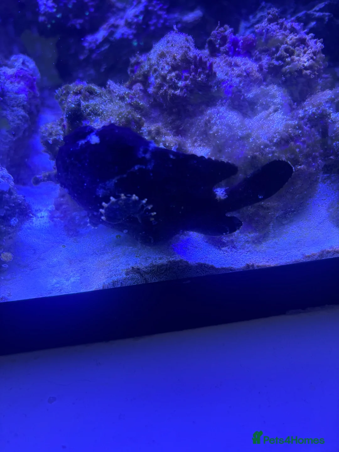 Other/Mixed Breed fish for sale: Frog fish  - Advert 5