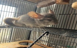 Chinchilla rodents for sale: Two male chinchillas  - Image 2