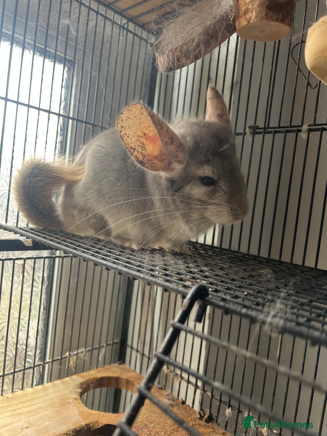 Chinchilla rodents for sale: Two male chinchillas  - Image 2