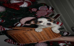 Jack Russell dogs for sale: Three stunning pups available  - Advert 2