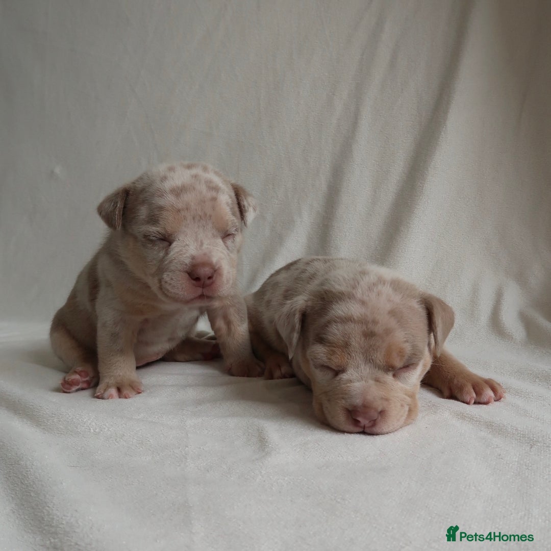 American Bully dogs for sale: Pocket Bully Puppies For Sale📲✅ - Image 4