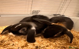 Mini Lop rabbits for sale: Mini lop rabbit - Image 4