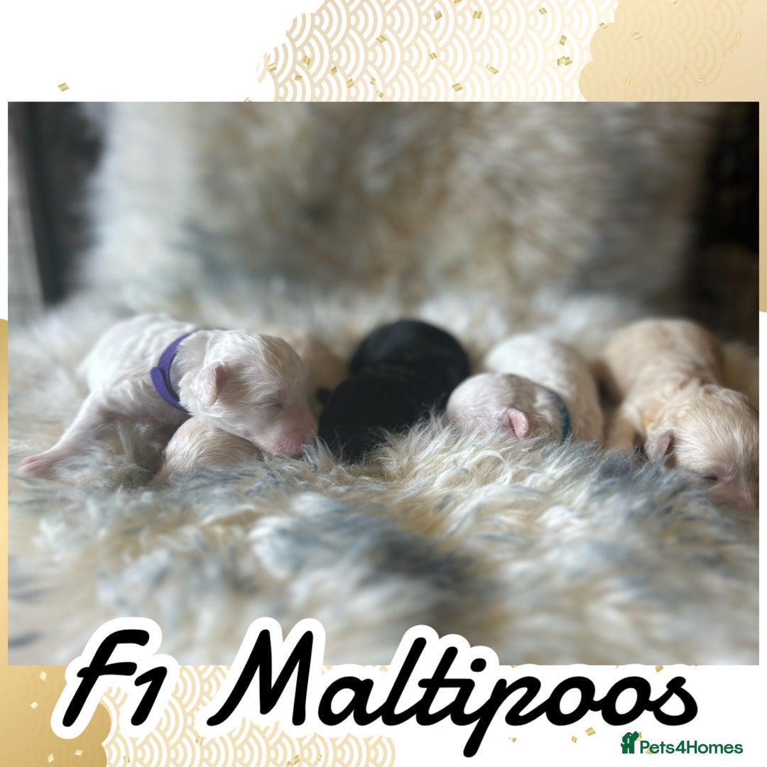 Maltipoo dogs for sale: Fully dna tested Maltipoos  - Image 10