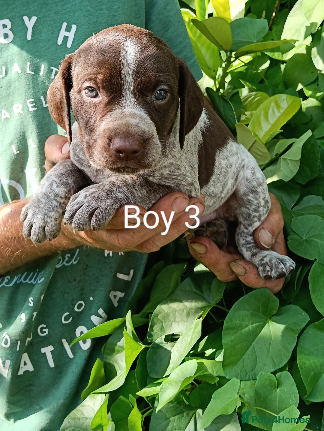 Mixed Breed dogs for sale: New Norfolk Spaniels- Ready Now - Image 12