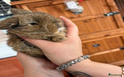Mini Lop rabbits for sale: Beautifully bred mini lops - Image 5