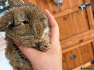 Mini Lop rabbits Beautifully bred mini lops - Advert 14
