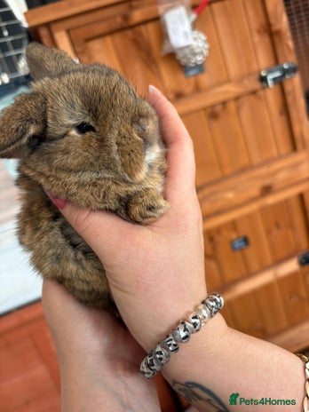 Mini Lop rabbits Beautifully bred mini lops - Advert 12