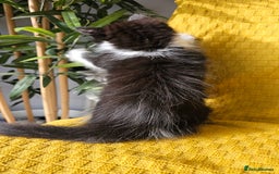 Mixed Breed cats for sale: 2 outstanding beauty girls  - Image 14