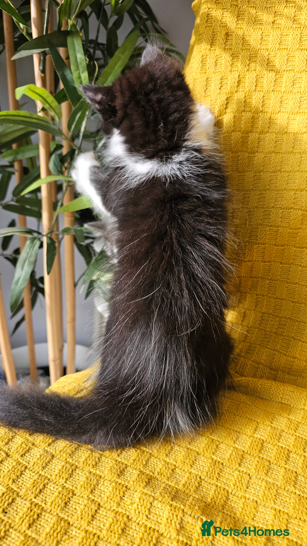 Mixed Breed cats for sale: 2 outstanding beauty girls  - Image 14