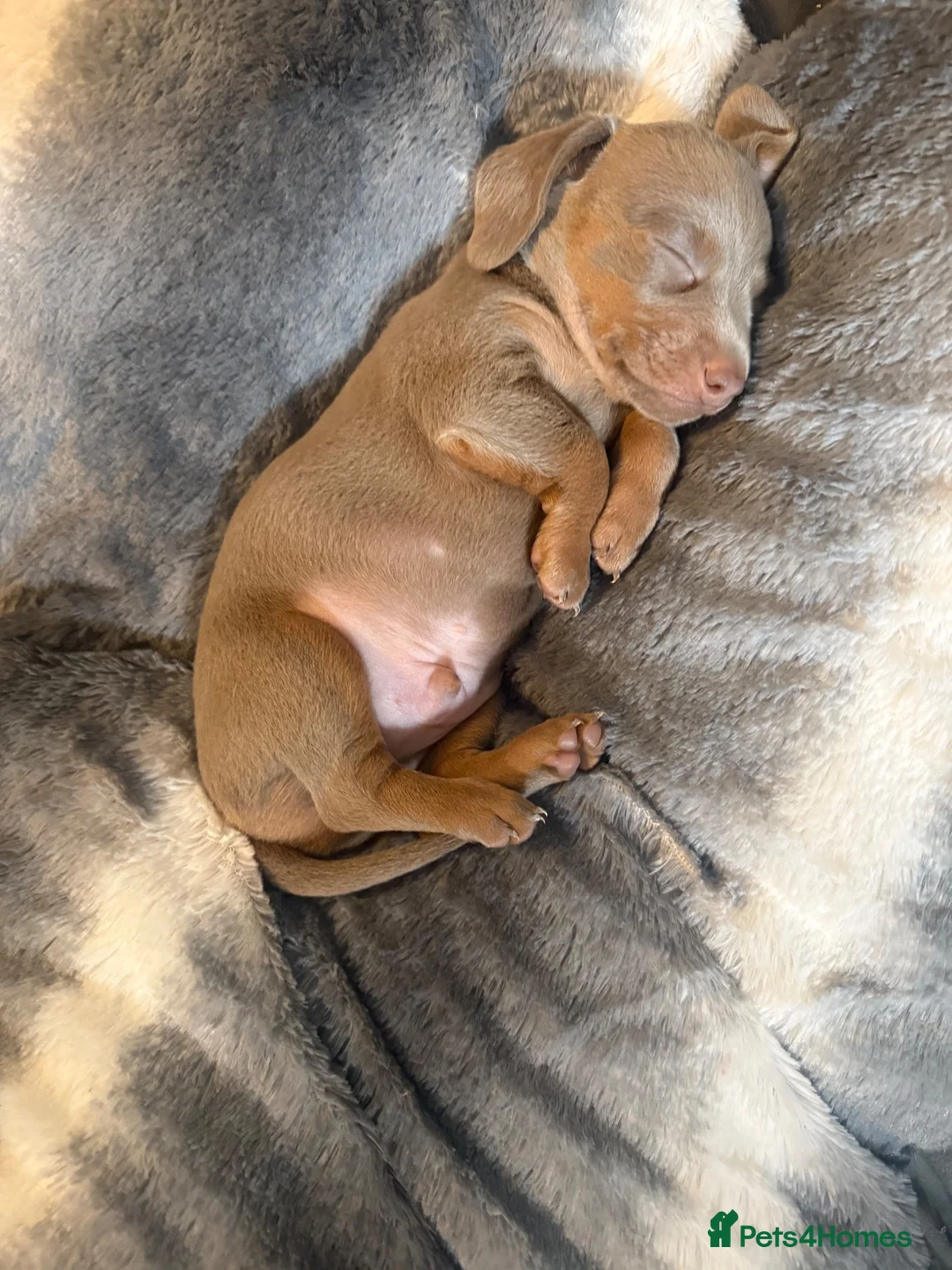 Miniature Dachshund dogs for sale: Beautiful Miniature Dachshunds  - Advert 9