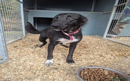 Border Collie dogs for sale: Failed sheep dog  - Image 1