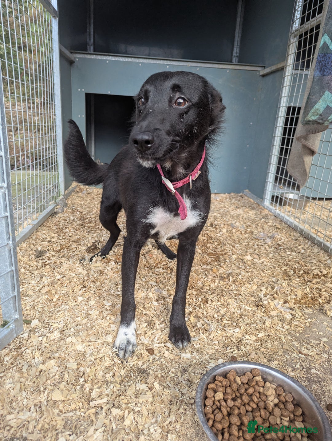 Border Collie dogs for sale: Failed sheep dog  - Image 1