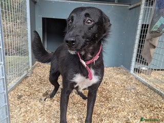 Border Collie dogs - Advert 2