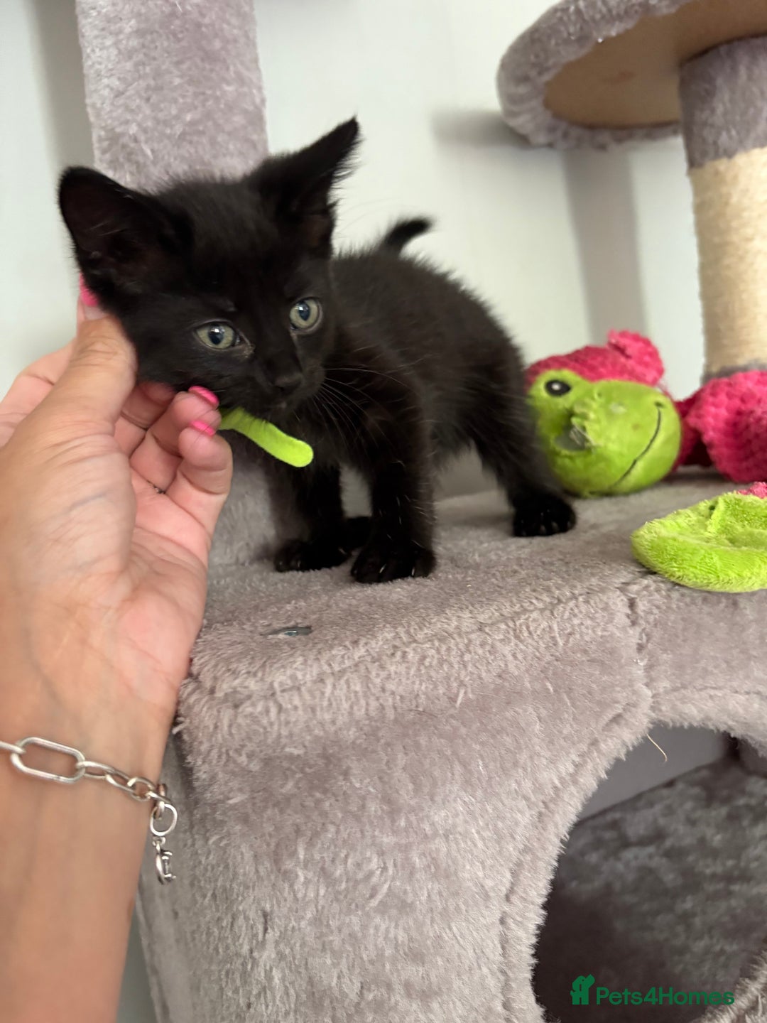 Turkish Van cats for sale: Turkish Van Mix Kittens 8 Weeks Old Ready Now! - Image 10