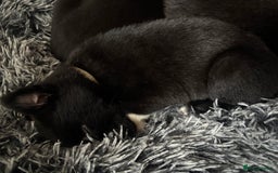 Mixed Breed dogs for sale: Females pups, rehoming ASAP - Image 5