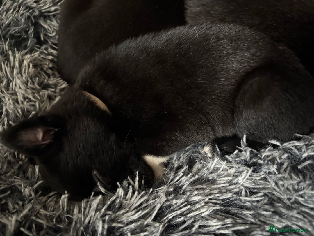 Mixed Breed dogs for sale: Females pups, rehoming ASAP - Image 5