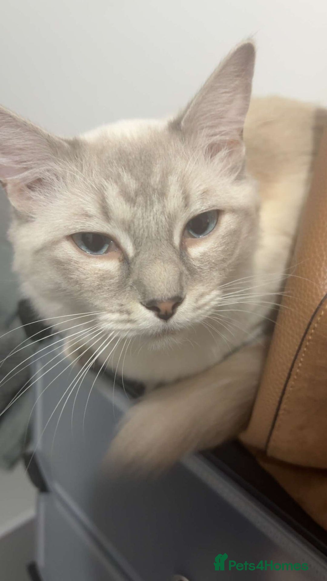 Ragdoll cats for sale: Beautiful lilic linx ragdoll female 16 months - Advert 3