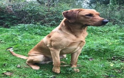 Labrador Retriever dogs for sale: Gorgeous Labrador puppies for sale - Image 6