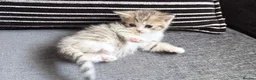 Persian cats for sale: PERSIAN CHINCHILLAS X - Advert 6