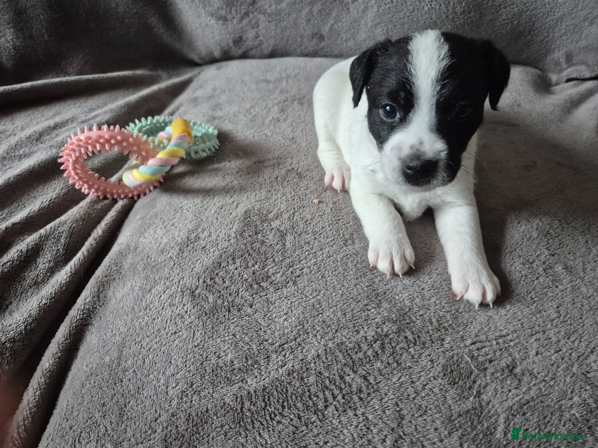 Patterjack dogs for sale: Jak Russell X patterdale  - Advert 5