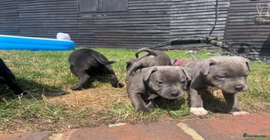 Staffordshire Bull Terrier dogs - Advert 5
