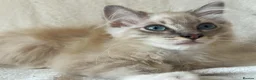 Ragdoll cats for sale: TICA Registered Males Available  - Advert 9