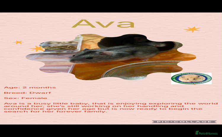 Hamster rodents Hamster - Advert 4