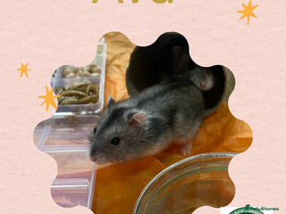 Hamster rodents Hamster - Advert 2