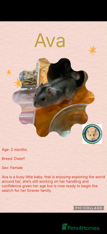 Hamster rodents Hamster - Advert 2