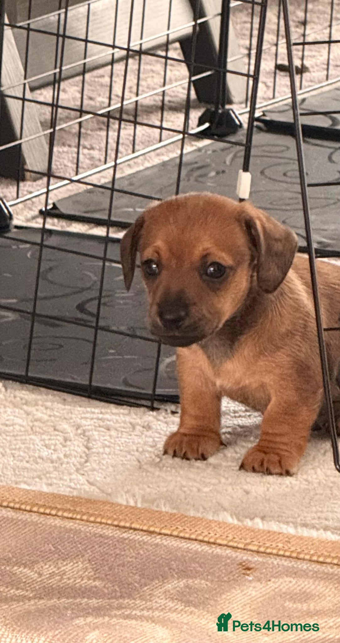 Jackshund dogs Gorgeous Jackshund boy - Advert 5