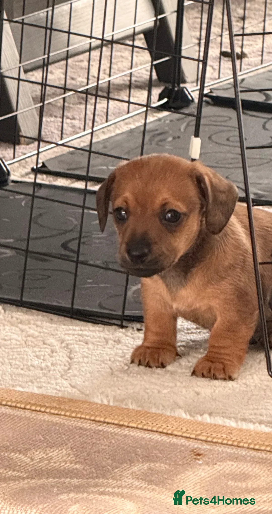Jackshund dogs for sale: Gorgeous Jackshund boy - Advert 1