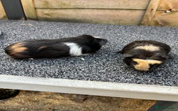 Guinea Pig rodents for sale: Two baby boy guinea pigs looking for a new home  - Image 7